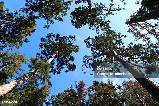 Sequoia Park Stockfoto und mehr Bilder von Ast - Pflanzenbestandteil - Ast - Pflanzenbestandteil, Aufnahme von unten, Baum