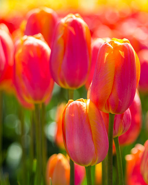 istock Tulip plants with flowers in full bloom 465397012