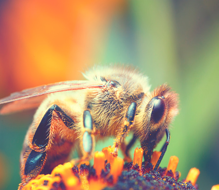 Busy honey bee (Apis mellifera) collecting nectar .