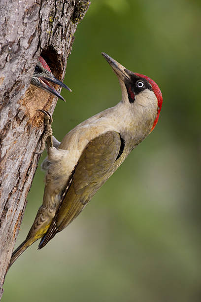 istock Gruenspecht, Picus viridis, Green Woodpecker 465397211