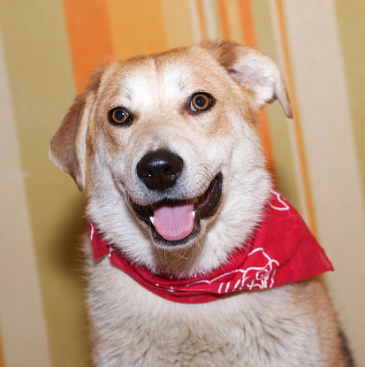 beige dog wearing red collar photo – Free Gold Image on Unsplash