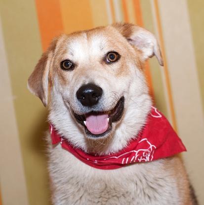 beige dog wearing red collar photo – Free Gold Image on Unsplash beige dog wearing red collar photo – Free Gold Image on Unsplash