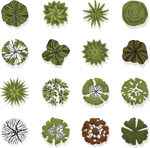 Trees top view for landscape vector illustration vector art illustration