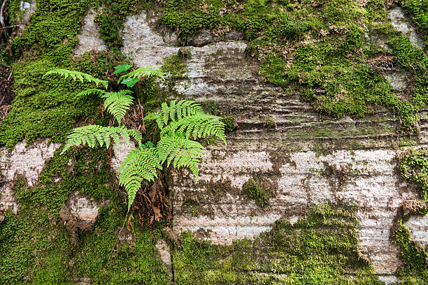 Nature background in the forest.