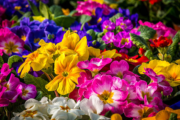 istock center focus on a garden of primula. 465400296