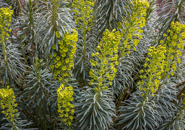 Euphorbia Characias in bloom Center focus on Euphorbia Characias in full bloom. euphorbia characias stock pictures, royalty-free photos & images