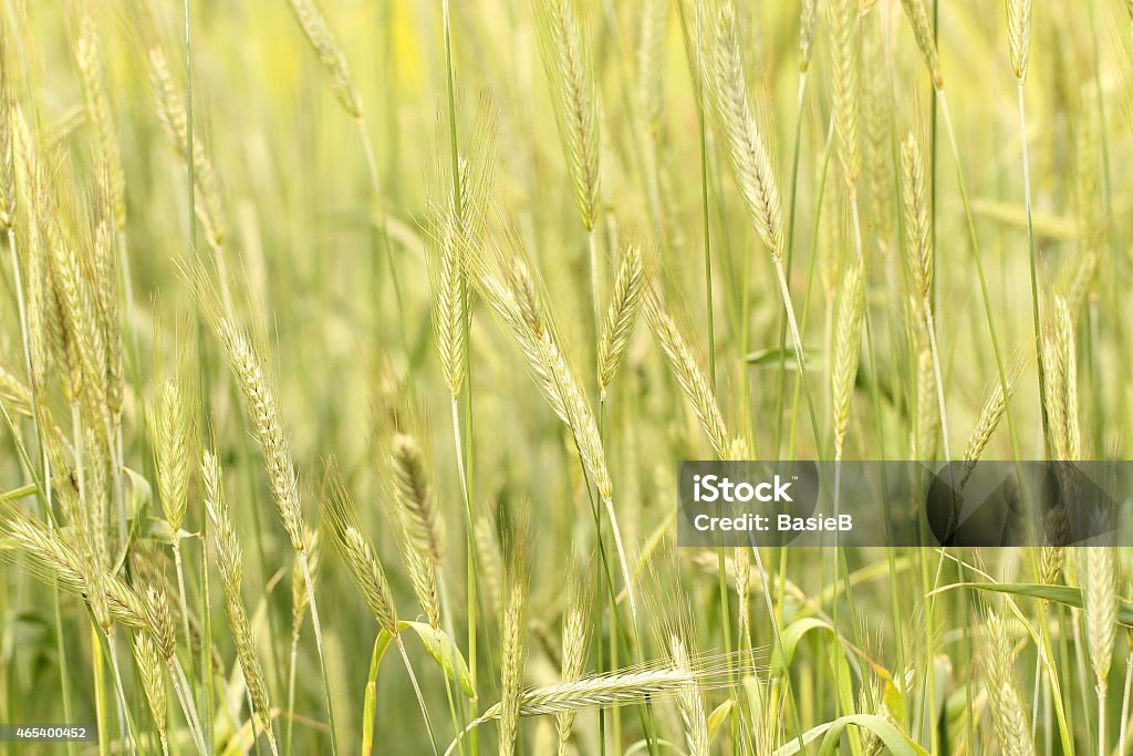 Triticale-grain - Lizenzfrei 2015 Stock-Foto