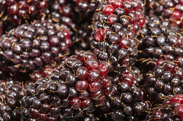 Fresh sweet Marionberries at the market Closeup of freshly picked sweet Marionberries at the market marionberry stock pictures, royalty-free photos & images