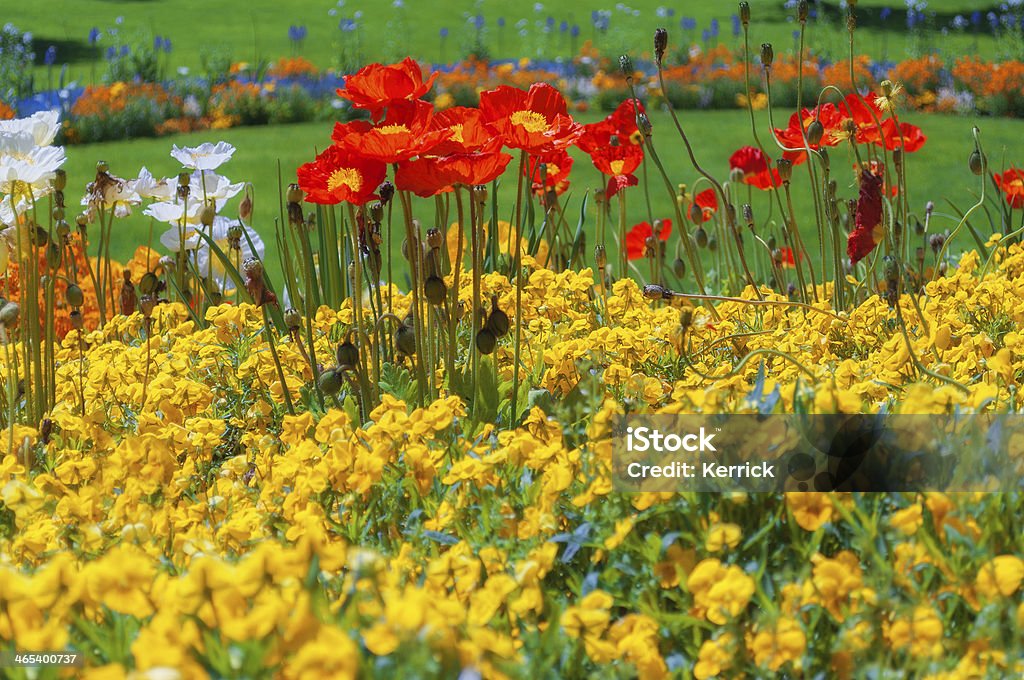 Blumen im Frühjahr in einem park. - Lizenzfrei Baumblüte Stock-Foto