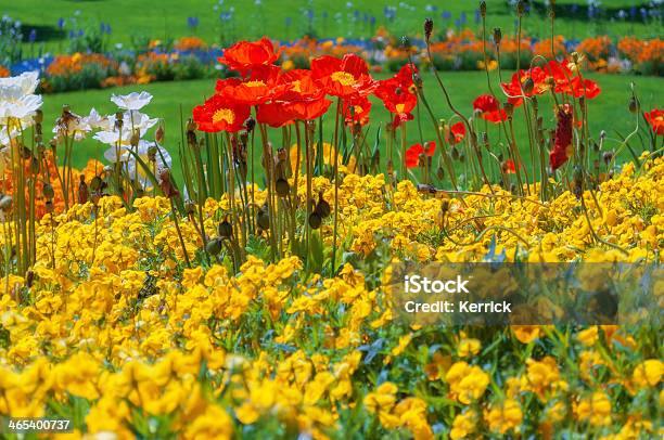 Blumen Im Frühjahr In Einem Park Stockfoto und mehr Bilder von Baumblüte - Baumblüte, Blau, Blume