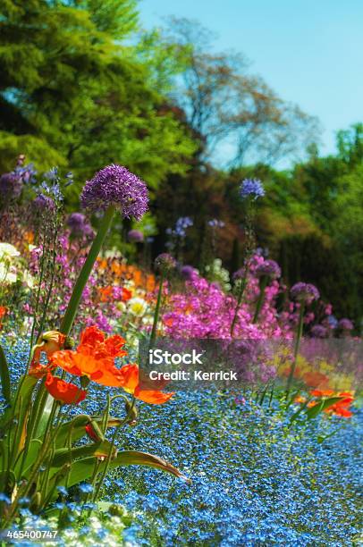 Blumen Im Frühjahr In Einem Park Poppy Stockfoto und mehr Bilder von Baumblüte - Baumblüte, Blau, Blume