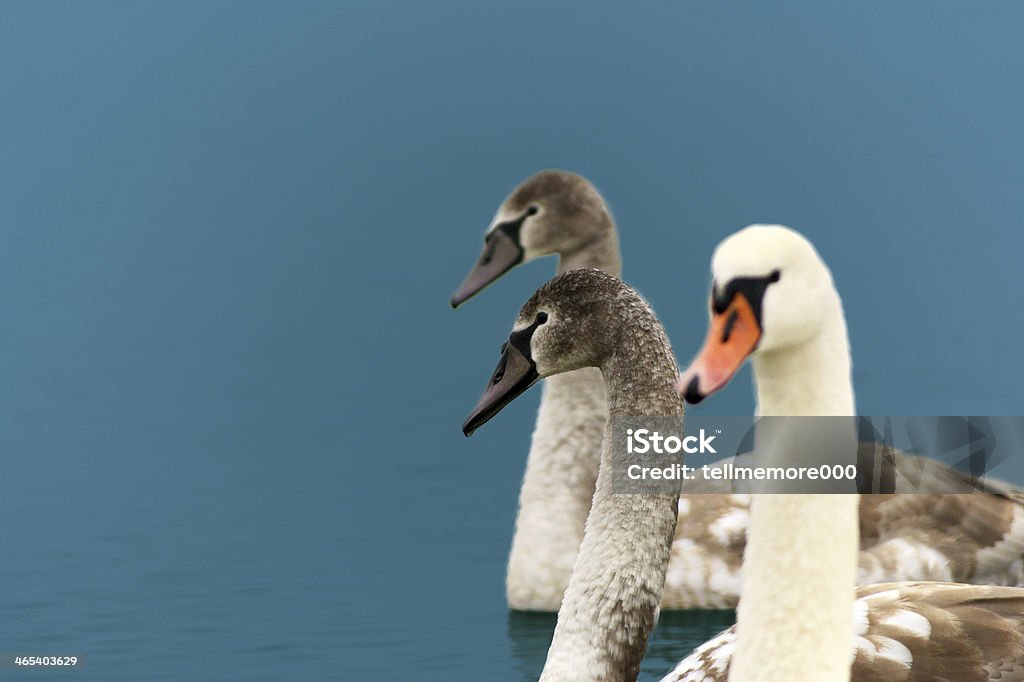 cigni - Foto stock royalty-free di Acqua