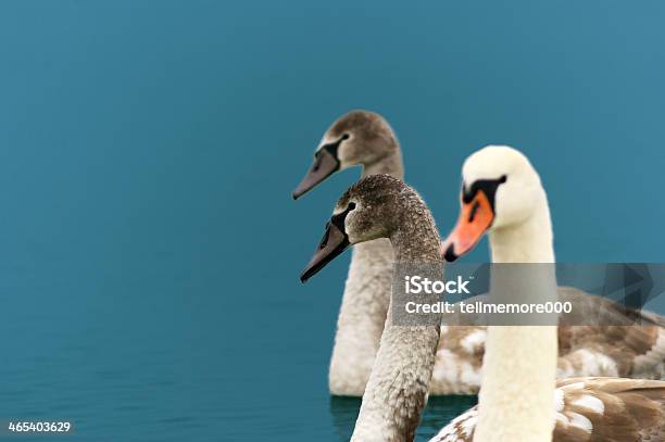 Cigni - Fotografie stock e altre immagini di Acqua - Acqua, Acqua potabile, Ambientazione esterna