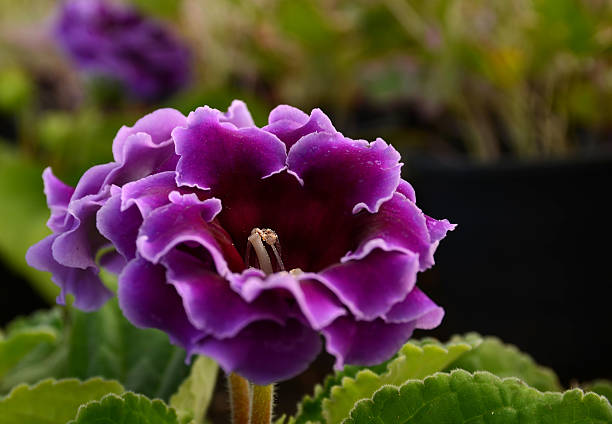 purple gloxinie blüte nahaufnahme - gloxinia stock-fotos und bilder