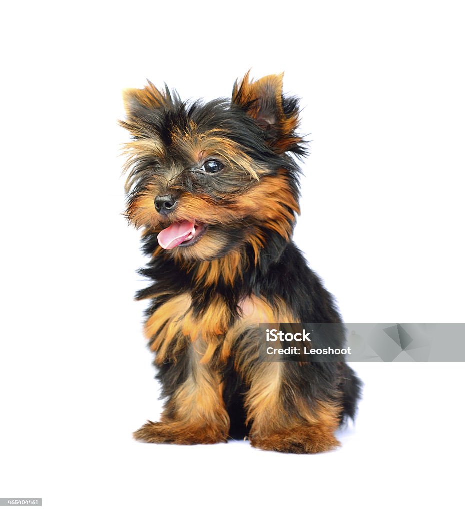 Yorkshire Terrier Ngồi Trên Nền Trắng Hình ảnh Sẵn có - Tải xuống ...
