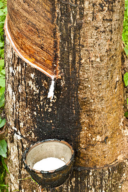 istock milk of rubber in thaialnd 465404475