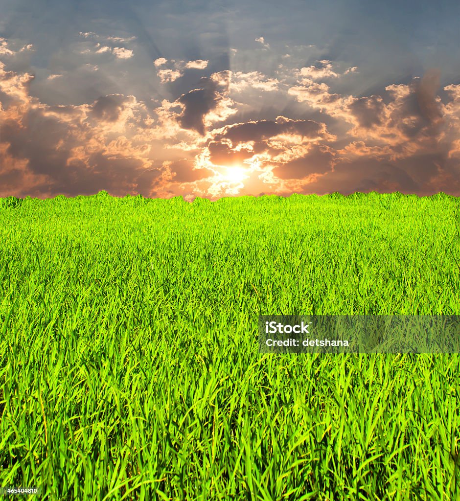 Cánh Đồng Mặt Trời Và Lúa Hình ảnh Sẵn có - Tải xuống Hình ảnh ...