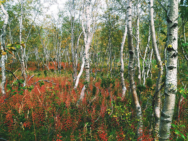 Autumn birch forest in Khibiny mountains, Russia