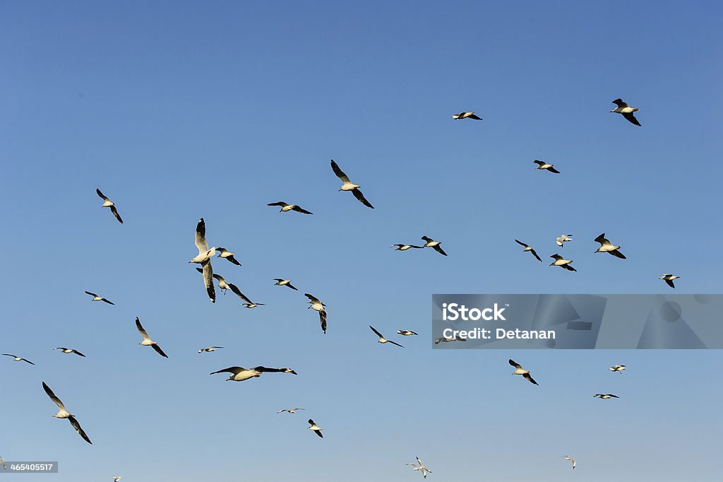 Flocks of Seagull under blue sky Animal Stock Photo