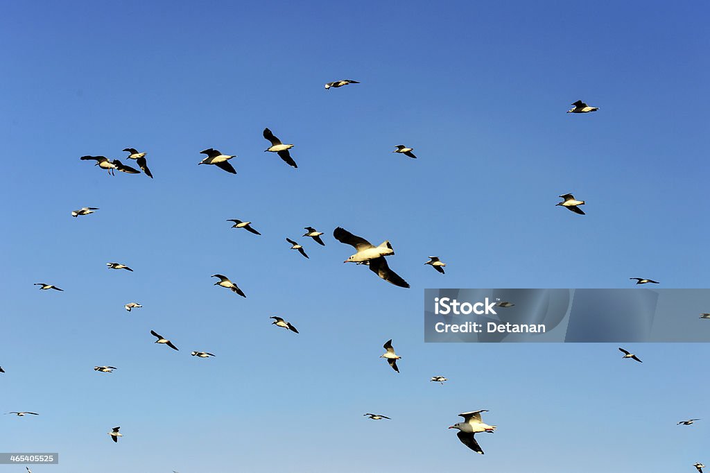Vol de Mouette sous ciel bleu - Photo de Animaux à l'état sauvage libre de droits