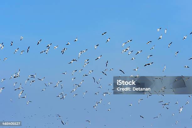 Bandos De Gaivota Sob Céu Azul - Fotografias de stock e mais imagens de Animal - Animal, Animal selvagem, Ao Ar Livre