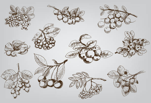 一連のベリー - gooseberry fruit berry backgrounds点のイラスト素材／クリップアート素材／マンガ素材／アイコン素材
