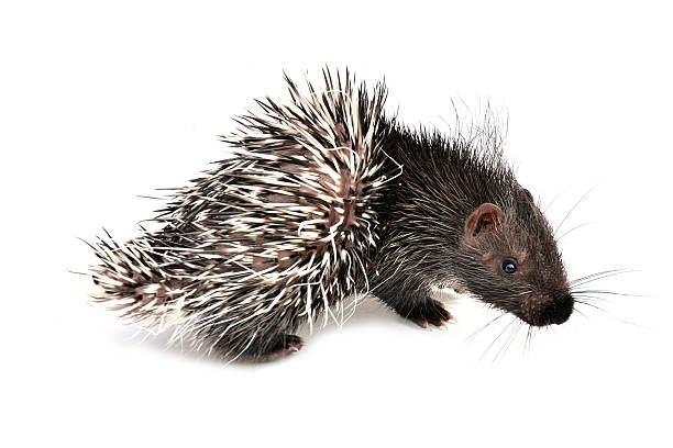 istock baby porcupine isolated 465406703