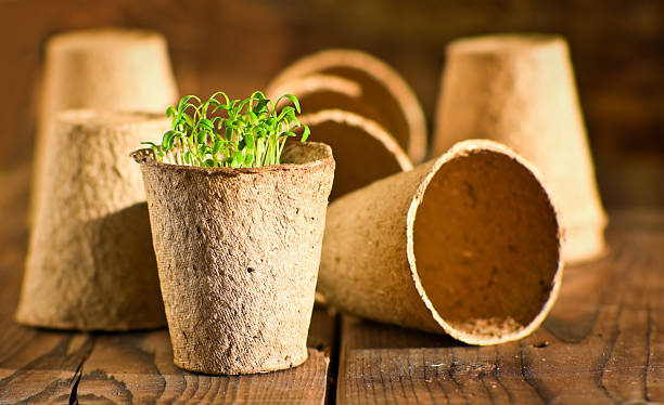 istock Potted seedlings growing in biodegradable peat moss pots 465407122
