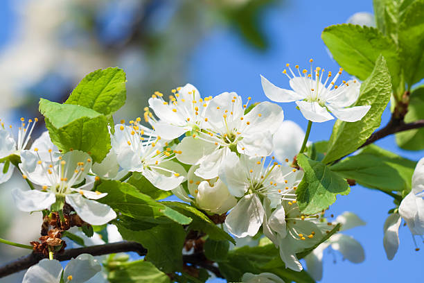 istock agriculture blossoming of flowers  on a tree 465407539
