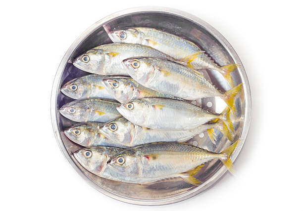 istock fresh mackerel fish on salver 465408188