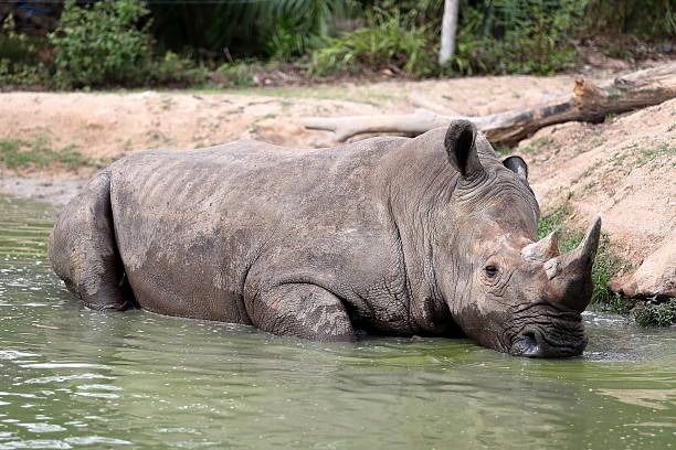 istock rhino in the muddy water 465408406