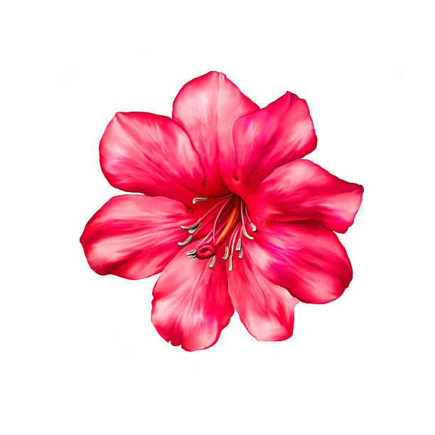 istock Beautiful bright pink red Flower. Isolated on white. Illustration 465412562