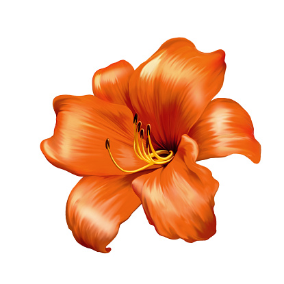 illustration of Orange red  lily. isolated on a white background