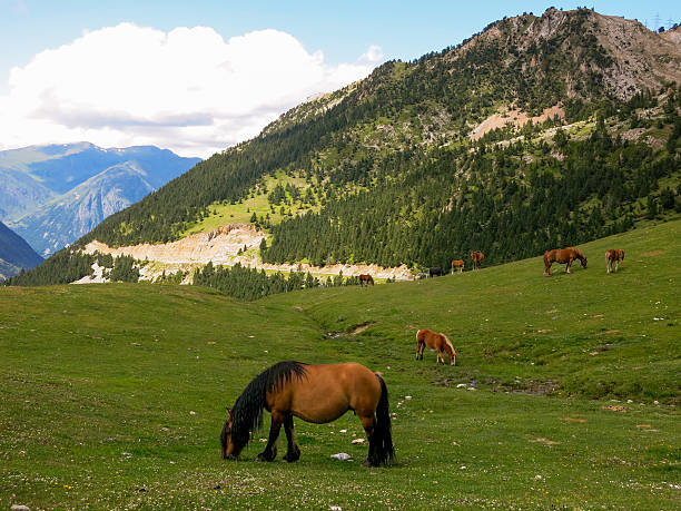 istock Wild horse in the Pyrenees mountains in Spain 465412742
