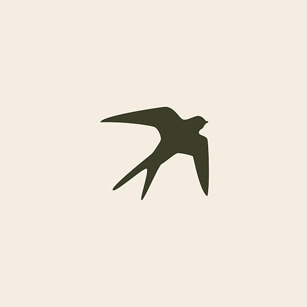 Swallow bird vetor logotipo modelo abstrato design - ilustração de arte em vetor