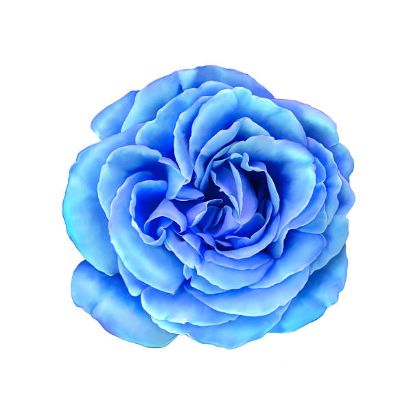 istock Blue Rose Flower isolated on white background. illustration 465413098