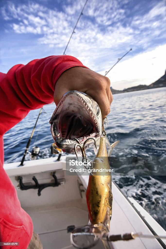 Caught Fish и Катушка спиннинга - Стоковые фото Бонито - тунец роялти-фри
