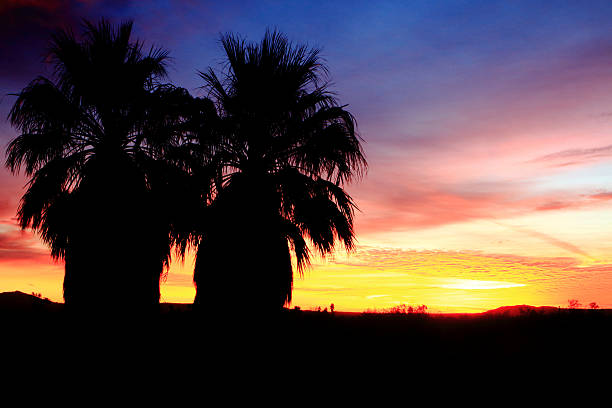 Palms at Sunrise Morning at Anza-Borrego Desert State Park, California. borrego springs photos stock pictures, royalty-free photos & images