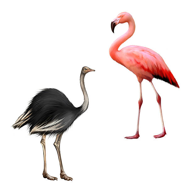 istock ostrich, flamingo isolated on white background 465413334
