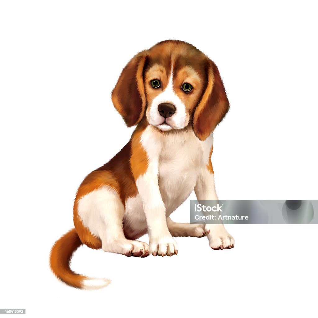 beagle puppy siting over white background 2015 Stock Photo