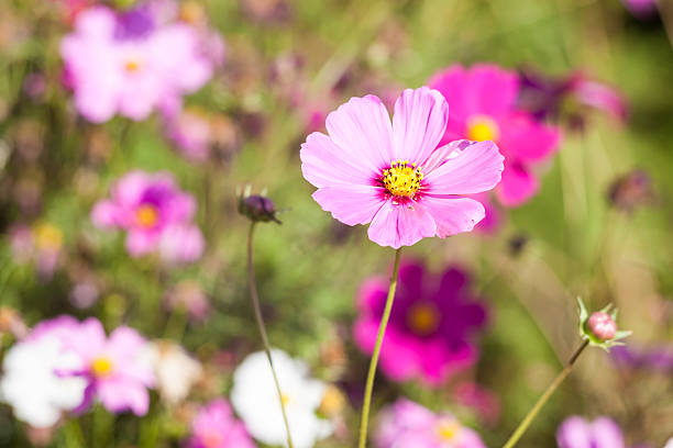 istock Pink cosmos flower close up 465417527