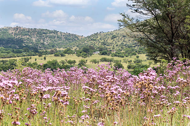 Close up of a field of purple owl\