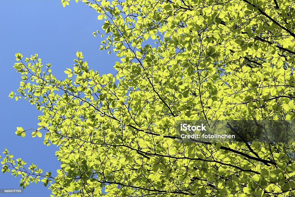Beech Bäumen - Lizenzfrei Ast - Pflanzenbestandteil Stock-Foto