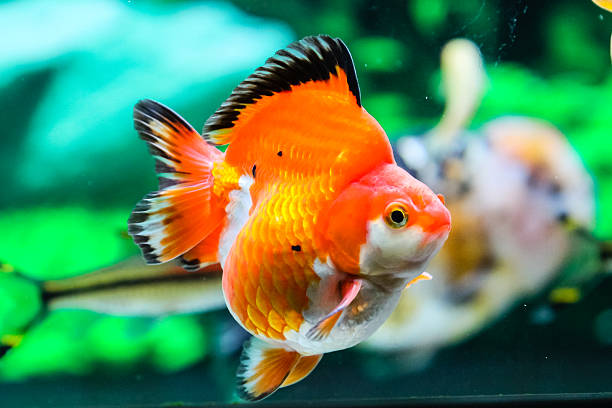 istock Goldfish in aquarium 465418020
