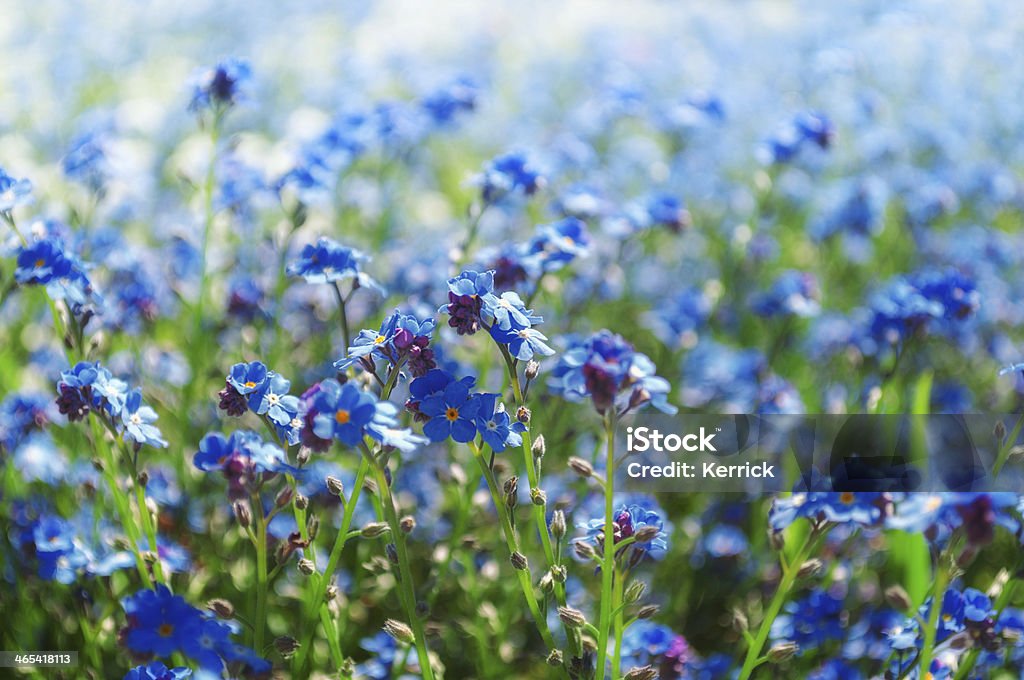Vergessen Sie mich nicht-Blumen im Frühling im park - Lizenzfrei Sonne Stock-Foto