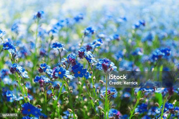 Vergessen Sie Mich Nichtblumen Im Frühling Im Park Stockfoto und mehr Bilder von Sonne