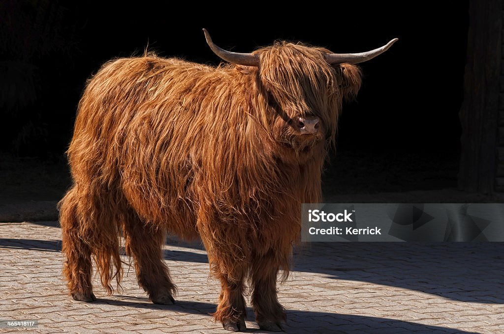 Hochlandrind vor Schwarz - Lizenzfrei Kalb Stock-Foto