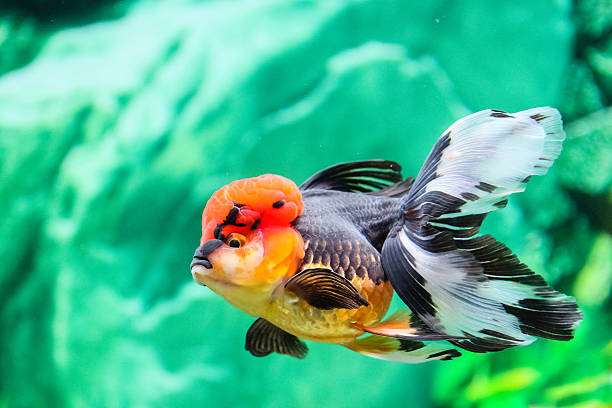 istock Goldfish in aquarium 465418350