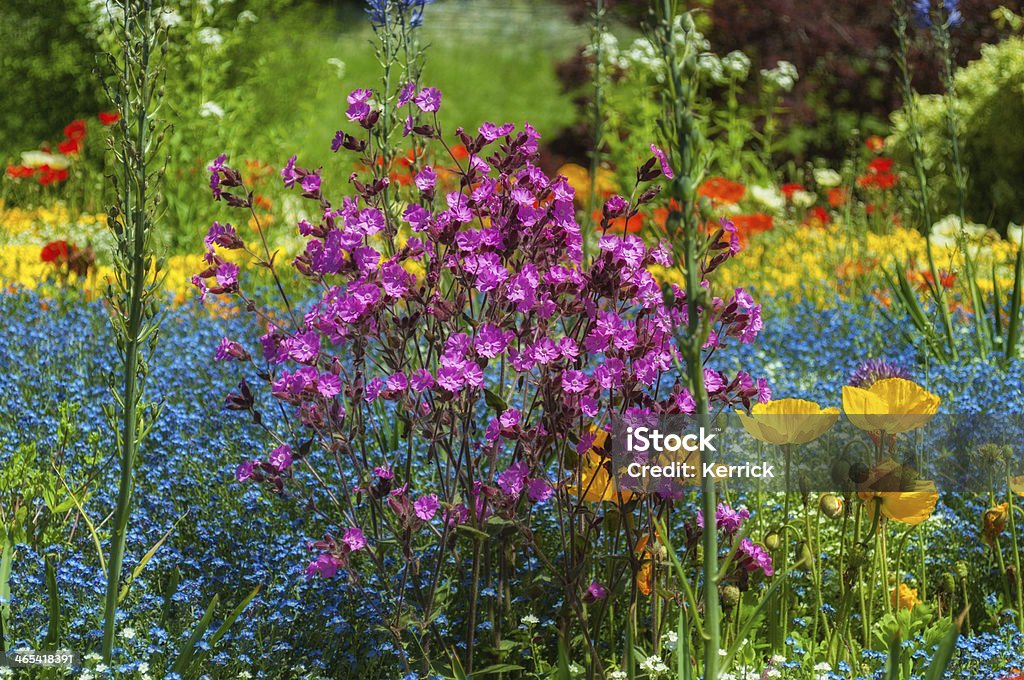 Blumen im Frühling im park - Lizenzfrei Baumblüte Stock-Foto