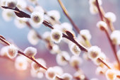 Close up view of catkin with blurred background